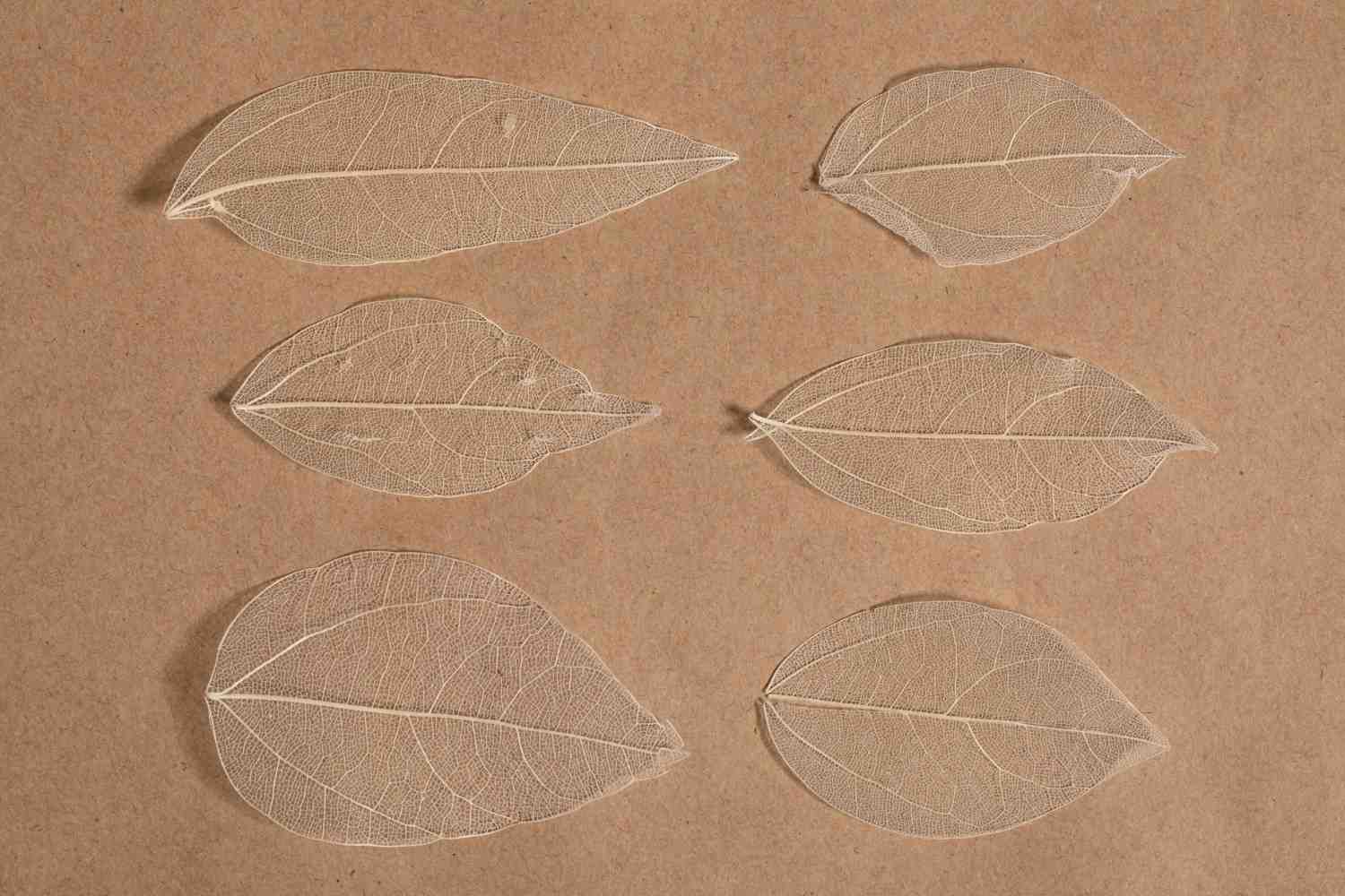 Biodegradable pad decomposition; A collection of six delicate, translucent leaves arranged on a textured brown background.