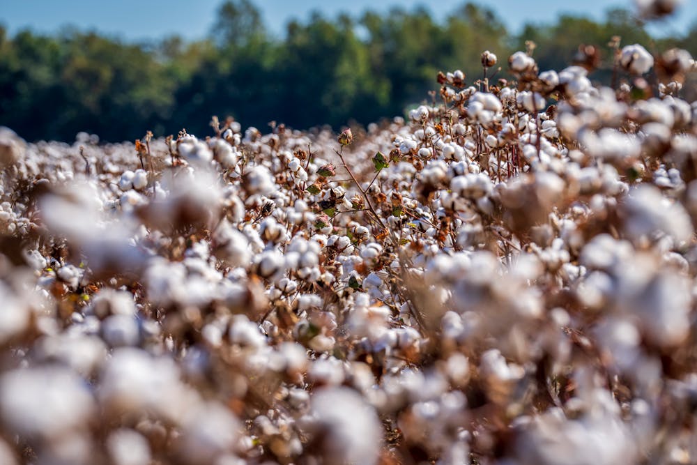 Fizabelle cotton sourcing: A cotton field filled with fluffy white cotton bolls against a blurred background of greenery and blue sky.